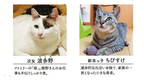 登場猫紹介2